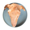 Mutton Head Full (with Brain)/ Kg