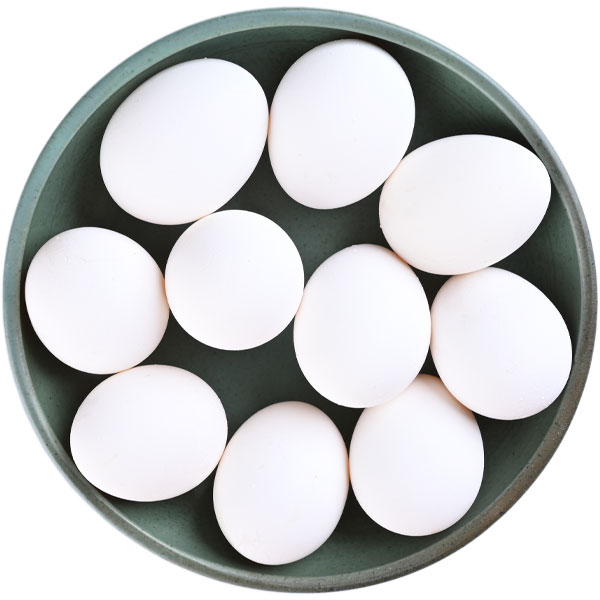 Egg-Icon