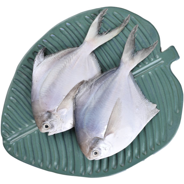Fish-Icon